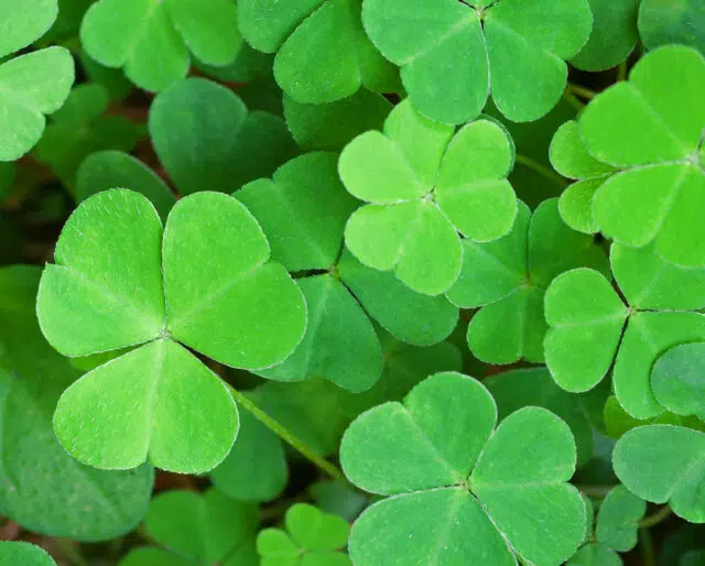 St. Patrick's Day Luncheon